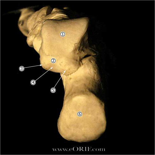 Talus Anatomy | eORIF